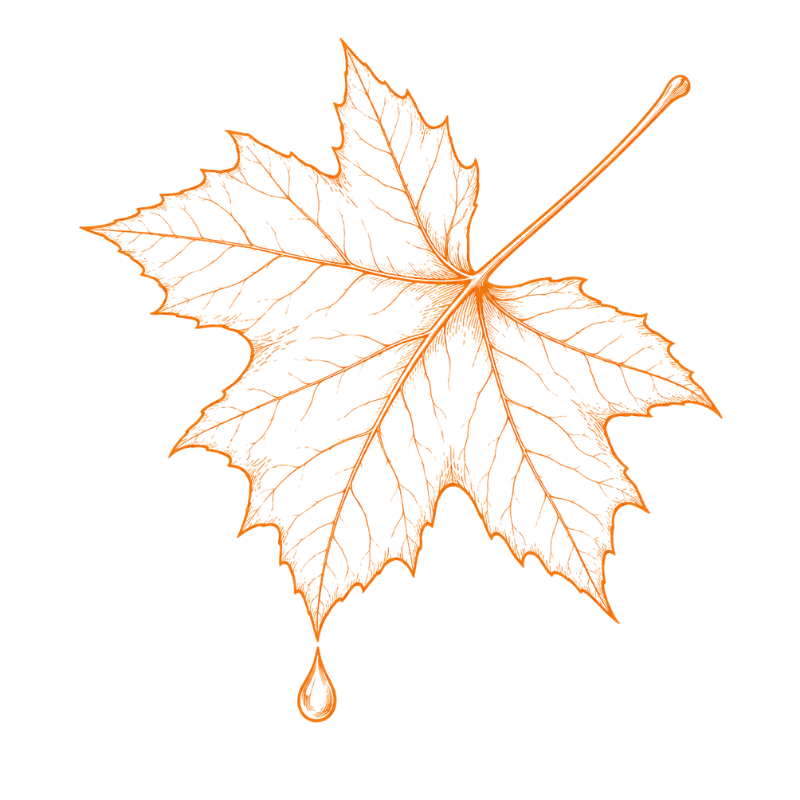 The taste of maple