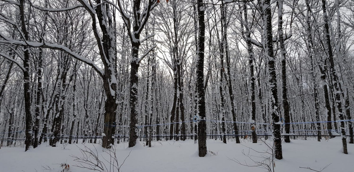 Foresta di aceri innevata senza impianti di raccolta