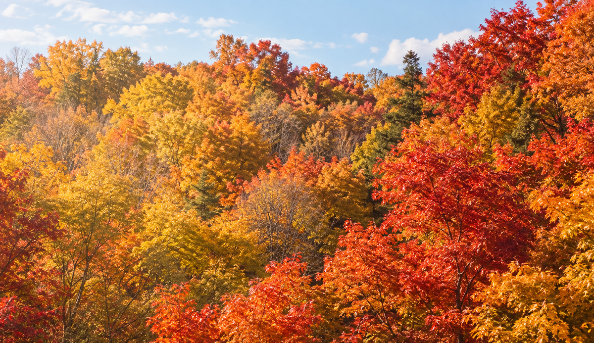 MapleFarm