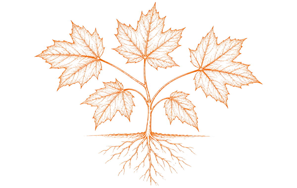 MapleFarm